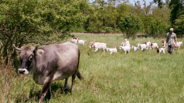 Méhek és birkák után már fűnyíró tehenek is szolgálatba álltak Bécsben